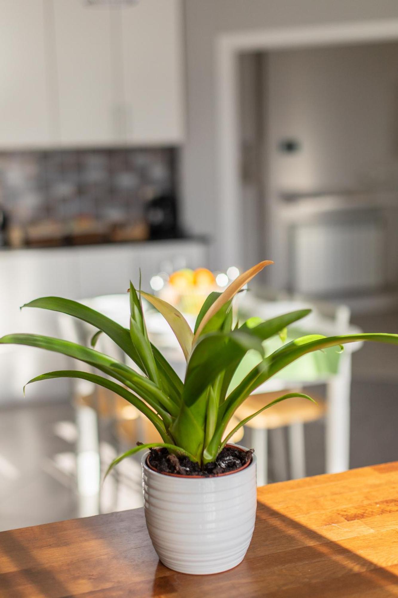 Veigas De Iria - Apartamento Turistico Vut Padron Bagian luar foto